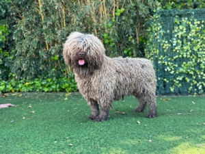 Canuto De Barbarrecia De Guardiàn De Los Sueños