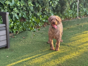 Canuto De Barbarrecia De Guardiàn De Los Sueños